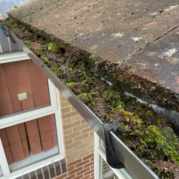 Gutter filled with dense moss and debris at the edge of a tiled roof