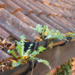 Roof gutter packed with dead leaves and dandelion weeds growing out of it